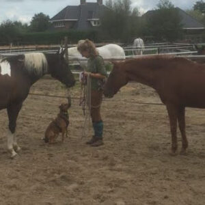 Foto je paard begroeten, rondhangen