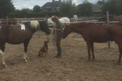 Foto je paard begroeten, rondhangen