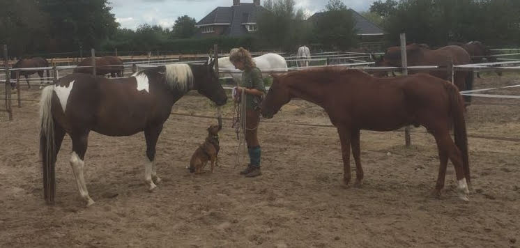 Foto je paard begroeten, rondhangen